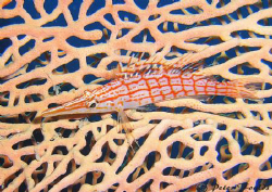 Hawkfish by Peter Foulds 